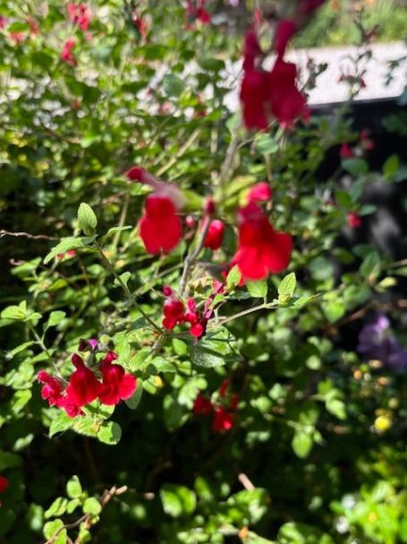 Mindful Moments Therapies Bright red flowers blooming among lush green foliage in a garden setting.