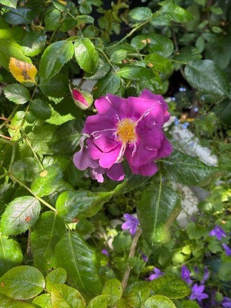Mindful Moments Therapies Vibrant pink flower amidst lush green leaves and small purple blossoms.