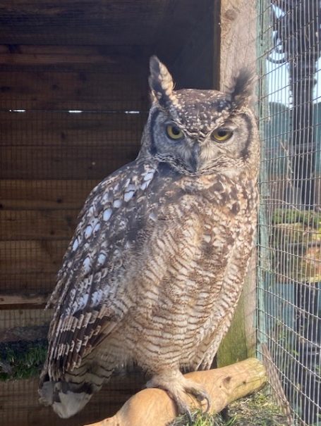 Mindful Moments Therapies A grey owl with striking yellow eyes perched on a branch in its enclosure.