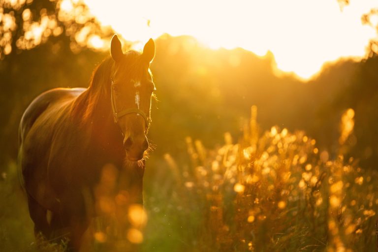 Equine Assisted Therapy A horse standing in a sunlit field with golden light and blurred vegetation.