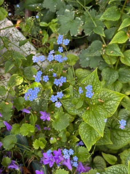 Mindful Moments Therapies Clusters of small blue flowers among lush green leaves and purple blooms.