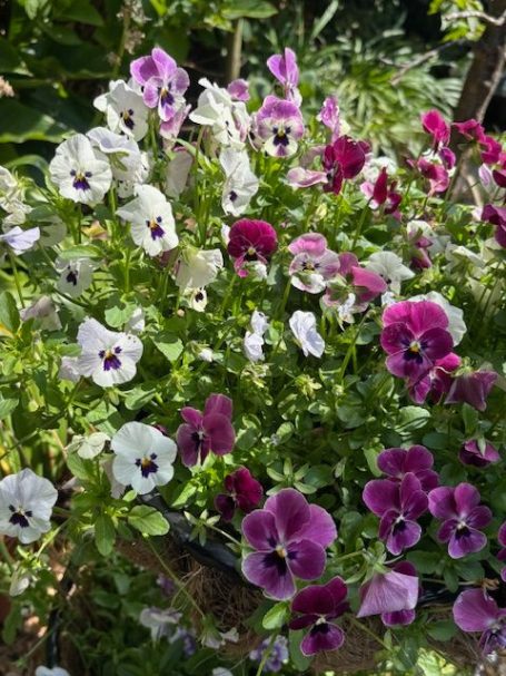 Mindful Moments Therapies A vibrant mix of purple and white pansy flowers in a garden setting.