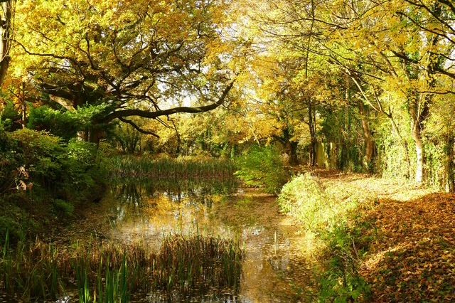 Phiona Hutton Counsellor and Integrative therapist, in person Havant, Hampshire or online nationwide. Serene autumn scene with a quiet pond surrounded by golden-leaved trees.
