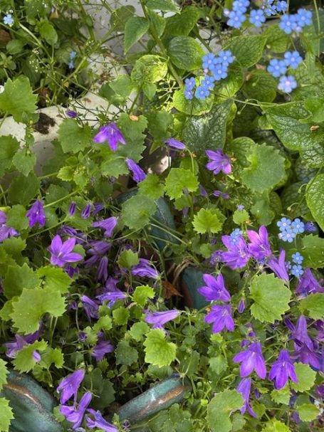Mindful Moments Therapies Vibrant purple and blue flowers among lush green foliage.